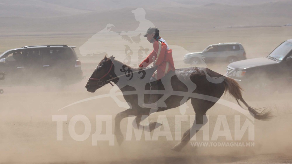 Ц.Төмөрзүрхийн Хүрэн халзан