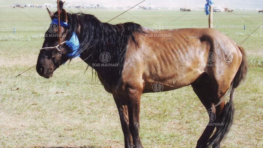 Асгат саарал