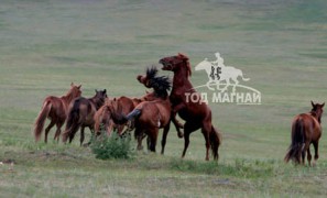 Азарганы ноцолдоон
