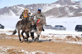 Аман хүзүү – Хөвсгөл аймгийн Тосонцэнгэл сумын уяач М.Бат-Очирын халтар азарга
