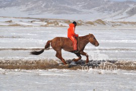 Аман хүзүү – Хөвсгөл аймгийн Рашаант сумын уяач Эрдэнэцогтын Хонгор морь