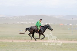 Айргийн гуравт хурдалсан МУ-ын Манлай уяач Б.Мөнхтөрийн бор