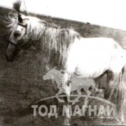 Шарын Тожин азарга