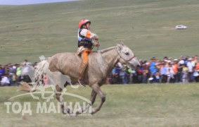 МУ-ын Алдарт уяач Н.Хүрлээгийн Яруу саарал барианд орж буй нь
