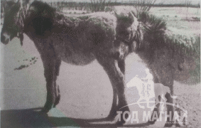 Чойбалсанд бэлэглэсэн тахийн унаганууд 1947 он
