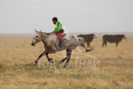 Тод манлай уяач С.Ганхуягийн бор