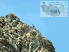 Цагаан ууланд янгирын сүрэгтэй таарлаа