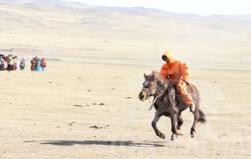 Аймгийн Алдарт уяач Б.Улаанхүүгийн хүрэн