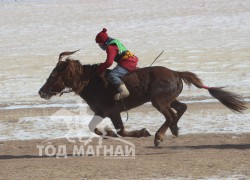 Төмөрбаатарын Мөнхтулгын бор