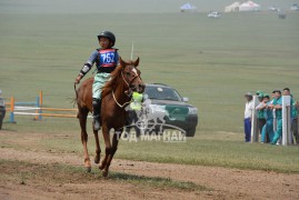 МУ-ын Алдарт уяач П.Энхмөнх: Хул үрээ миний аавын бий болгосон их хангай угшлын адуу