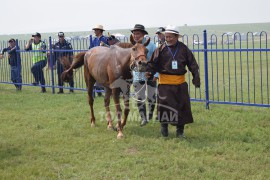 МУ-ын Алдарт уяач Г.Буянтогтох: Сайн багш, хурдан морь, хөдөлмөрч зан гурав л уяачийг амжилтанд хүргэнэ дээ