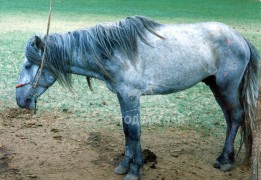 Манлай уяач Ц.Бааст: Тодорсон адуу хүнээс авч үзсэнгүй, эрлийз адуугаар айраг, түрүү авч байсангүй